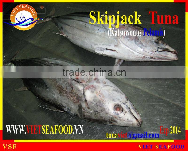 FROZEN W/R SKIPJACK TUNA