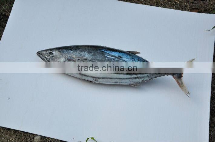 Sell live seafood frozen tuna fish