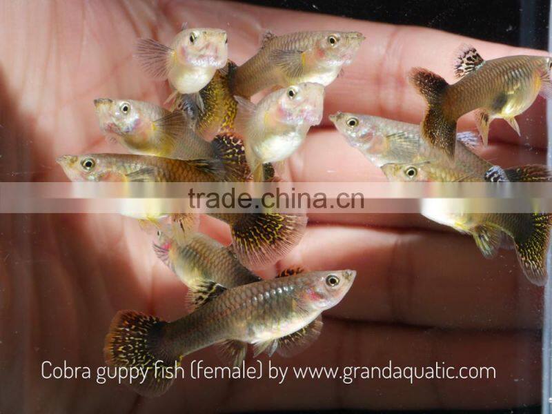 Cobra guppy for Freshwater Aquarium fish export company from Thailand