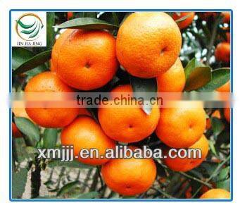 Chinese Mandarin Orange