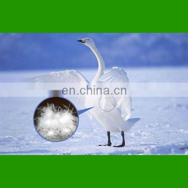 Feather and down white duck down for down jacket down pillow