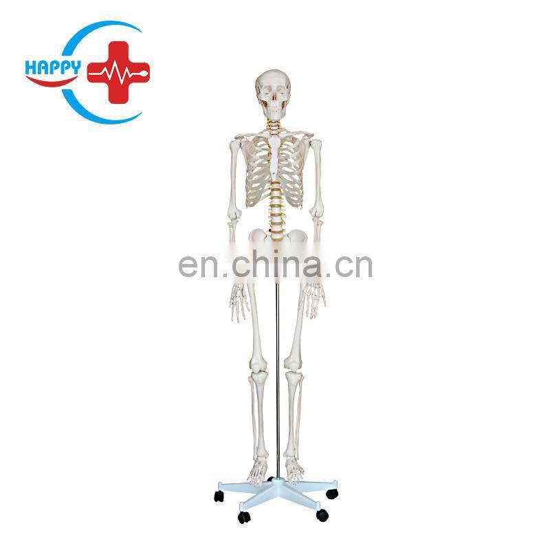 HC-S202 Used Medical Educational Human Skeleton Training Model 84cm Plastic Human Anatomy Skeleton Model for School Teaching