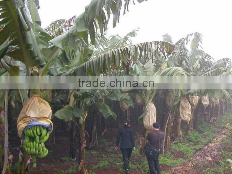 Banana protection bags/growing bags for fruit