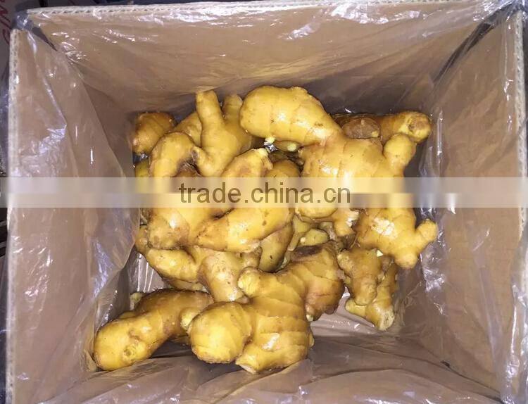 Fresh Ginger supplier