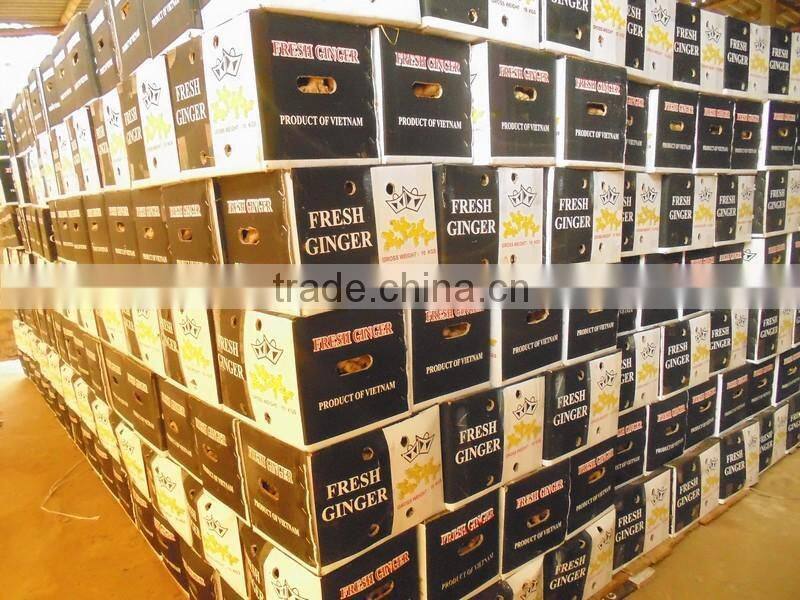 GIMEX VIET NAM PURPLE GINGER