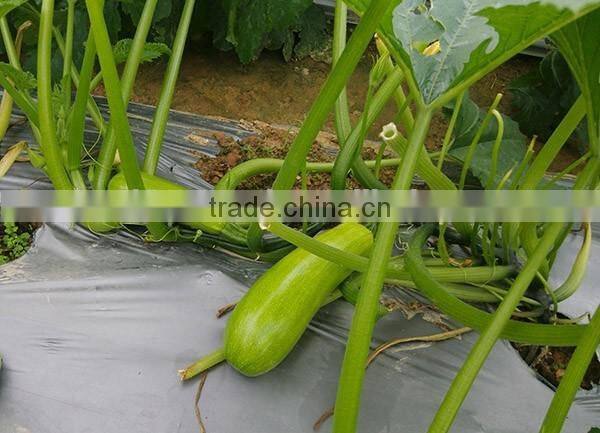 MSQ031 Guanghua hot sale green hybrid squash seeds, zuccini seeds