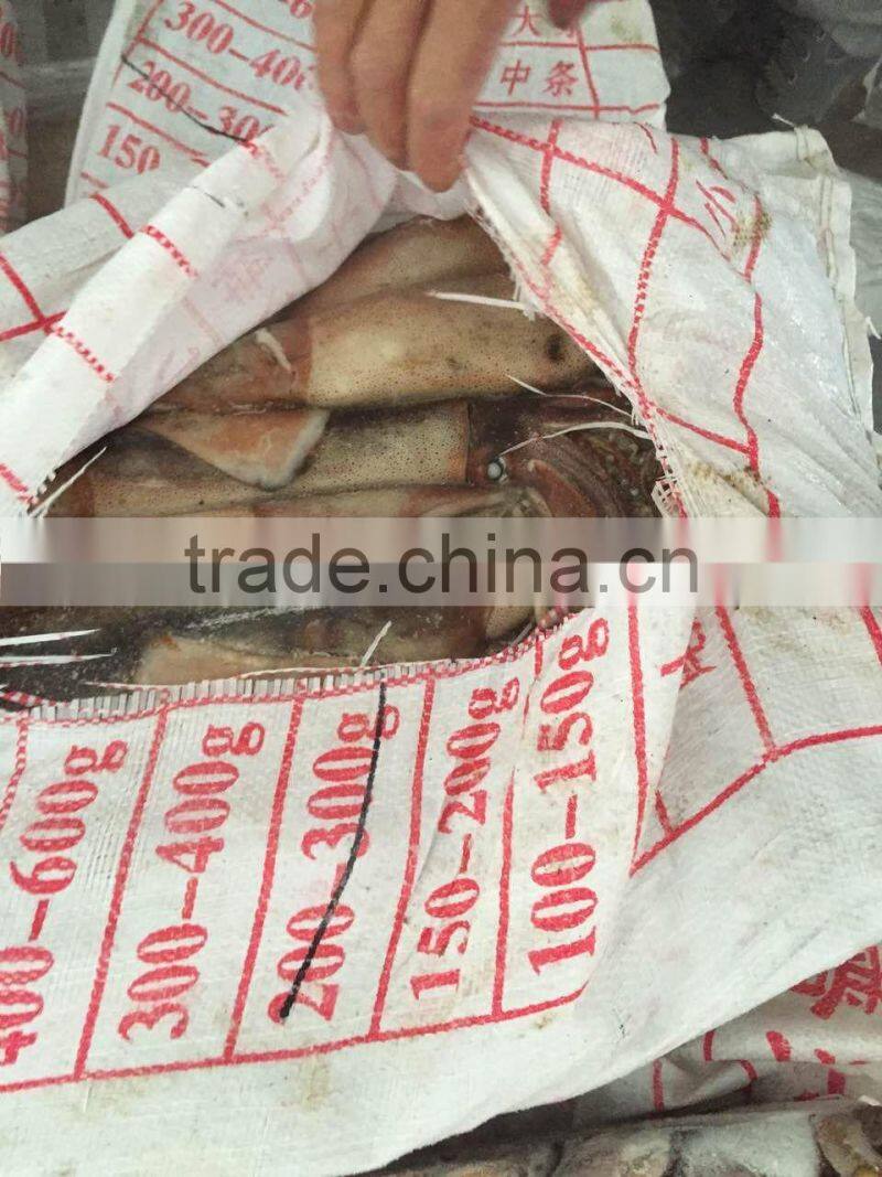 Frozen illex squid every size available new landing