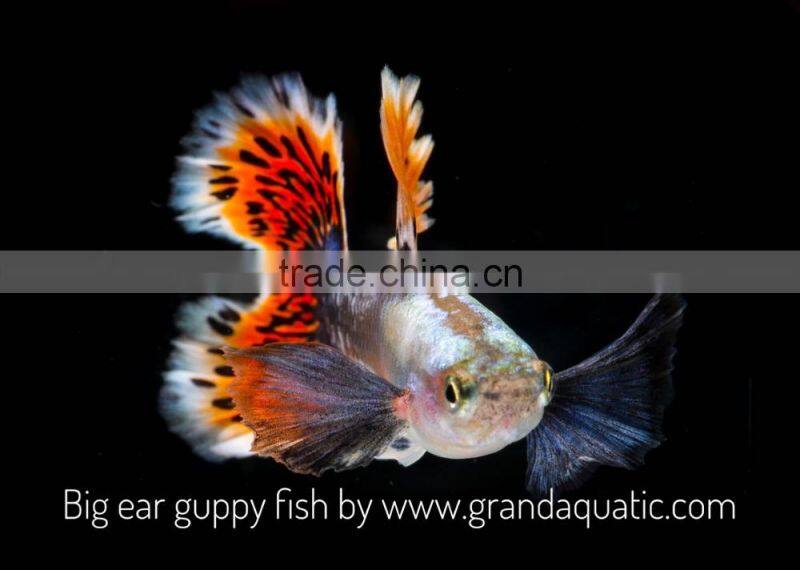 Big ear guppy for Freshwater Aquarium fish export company from Thailand