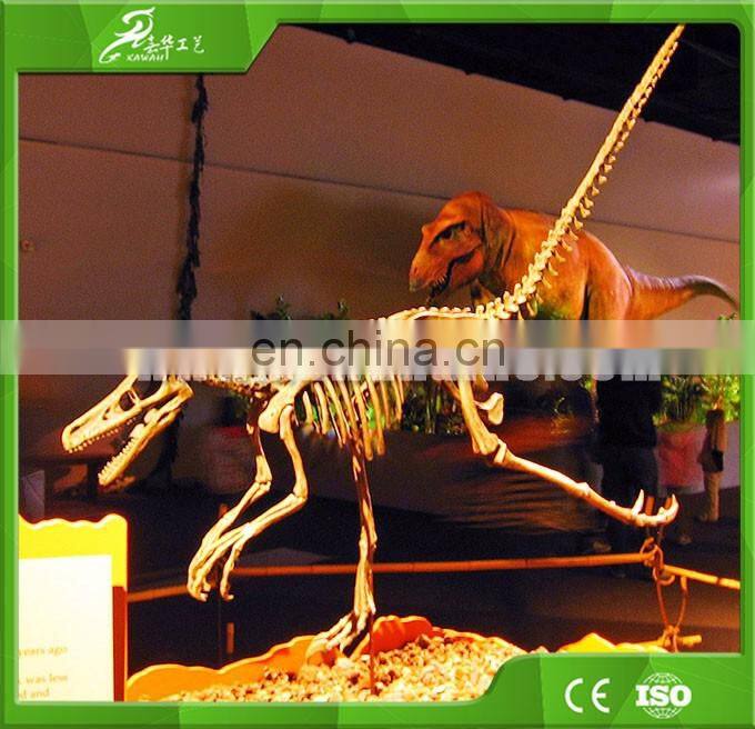 KAWAH Exhibition Show Attractive Artificial Raptor Skeleton For Sale