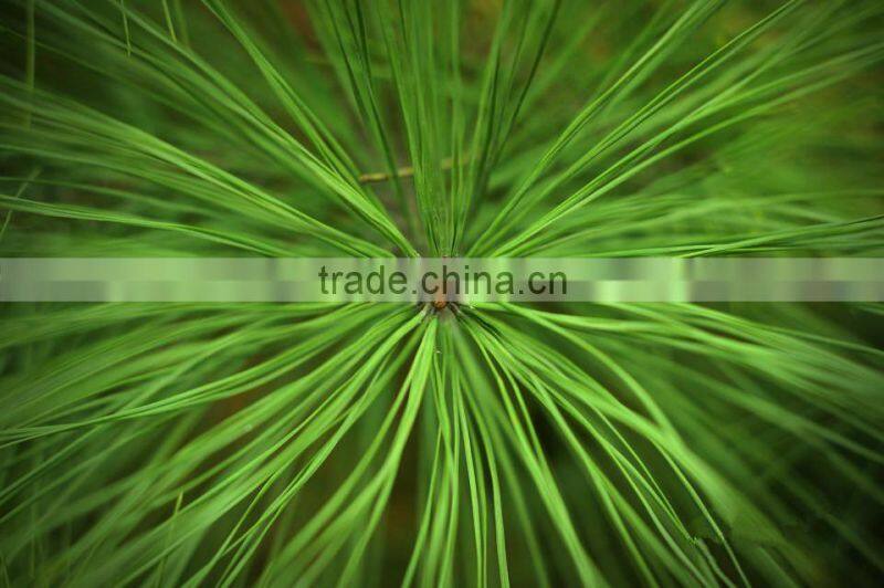 100 distilled natural plant pine oil,pine essential oil