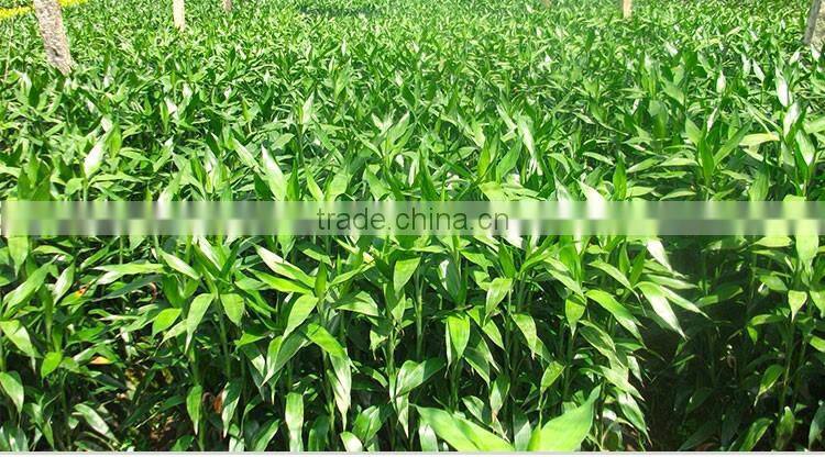 Heart shape lucky bamboo