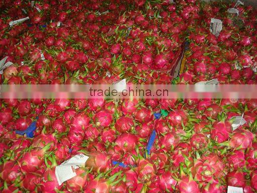 Dragon Fruit with high quality and Best Price