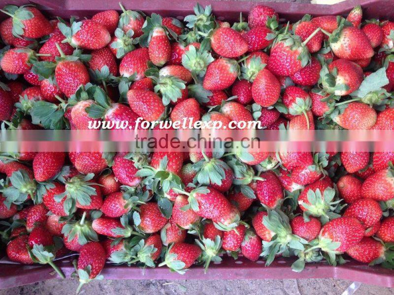 Fresh Strawberry