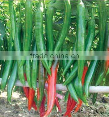 Hybrid red chili pepper seeds for growing-PS010
