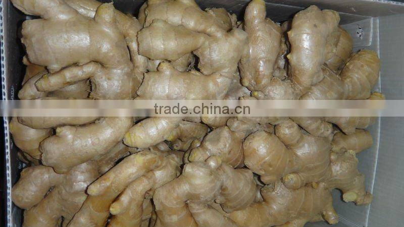 2015 china fresh crop big ginger