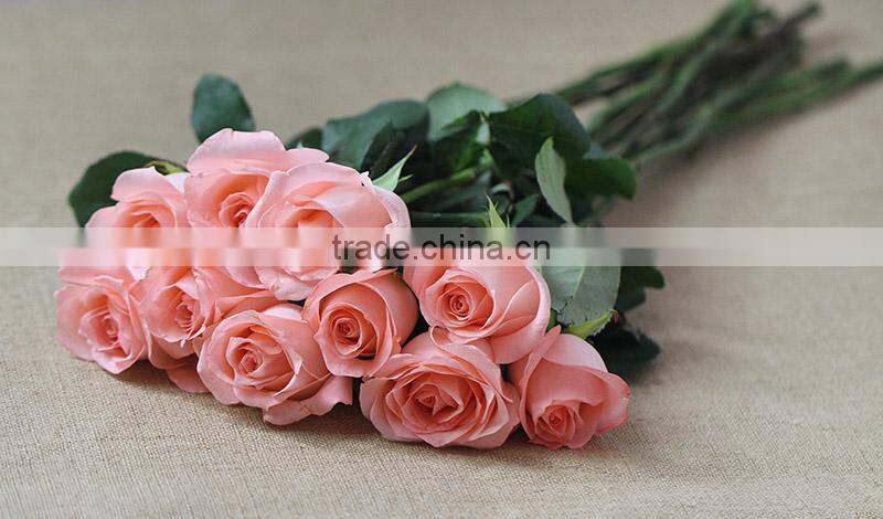 Hot sale fresh cut Daiana pink rose flowers