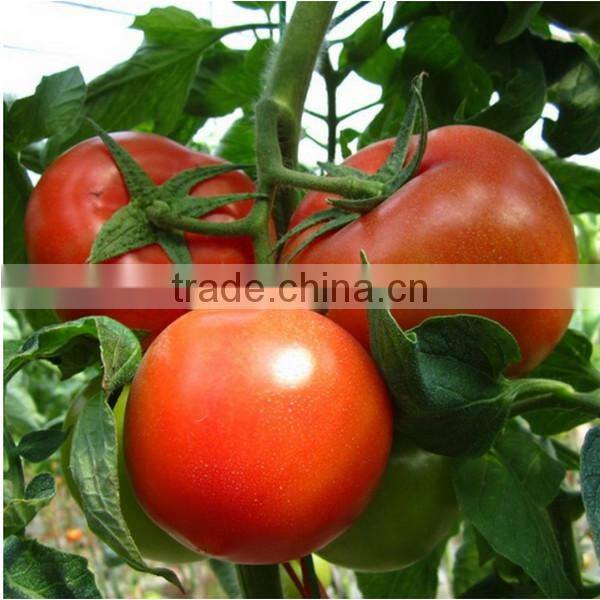 Sulfato amonico 21 precio