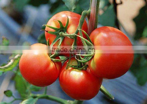 630 red 440 blue 730 IR 380uv ,120w integrated led grow light with full spectrum