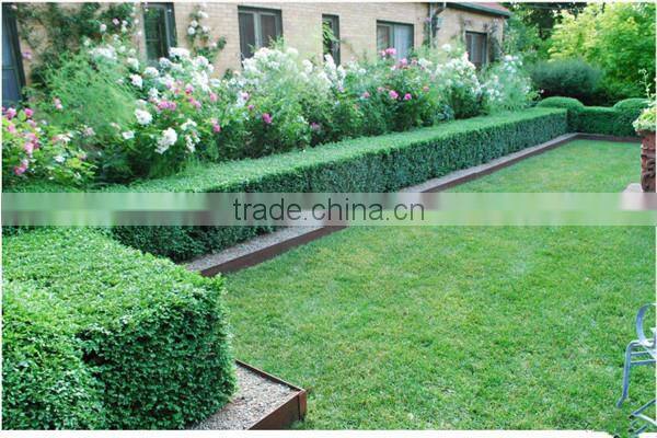 Shengjie hot selling Decorative boxwood wall with happy price