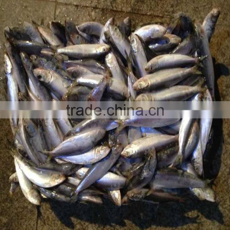 Canned fish sardine low price W/R frozen sardine for canning
