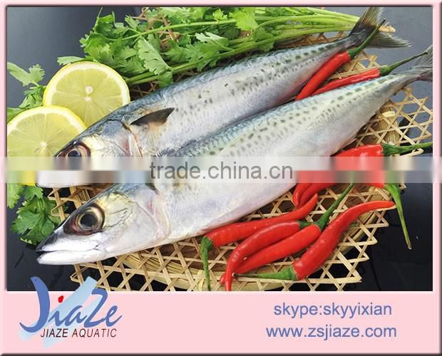 Frozen Whole Round Mackerel