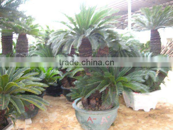 group cycas multi-trunks
