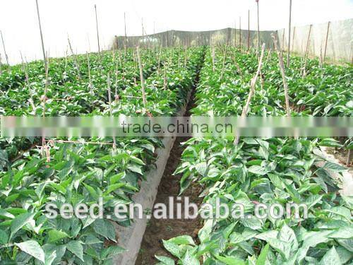 hybrid long pepper seeds SXP No.9