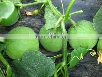 Green sweet muskmelon seeds for sale
