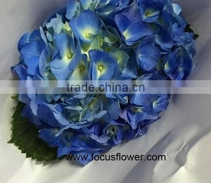Beauty High Quality Hydrangea Fresh Flower Global Distribution