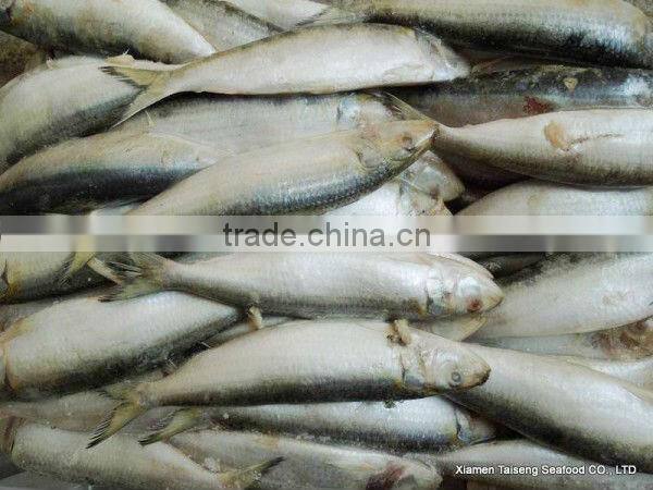 Frozen Canned Sardines Fish