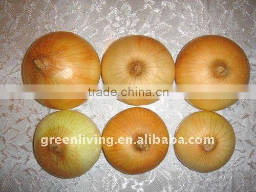 onion yellow 2015 crop