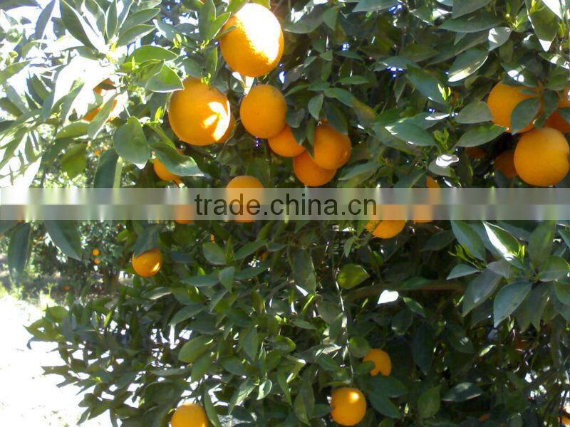 Fresh orange ( Naval - Valencia )
