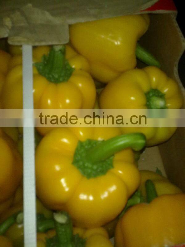 FRESH CAPSICUM ( RED - YELLOW - GREEN )