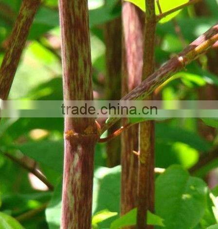 GMP Factory Supply Hgh Quality Resveratrol Bulk Powder