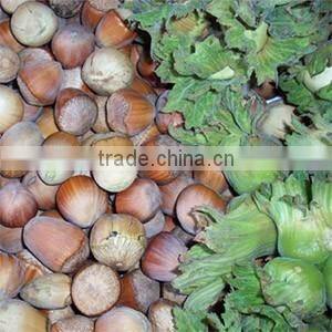 fruit tree seedling