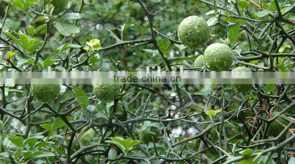 Low Price Citrus Aurantium Extract: 95% HESPERIDIN Extract Powder
