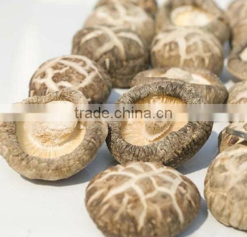 Green Healthy Dried Smooth Mushroom for Sale