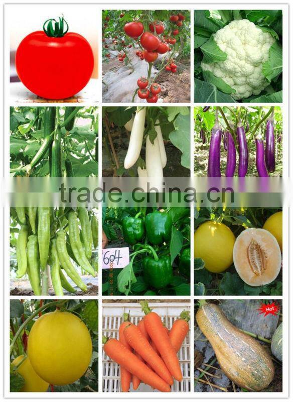 MCO05 Nuo high production sweet corn seeds hybrid, waxy corn seeds