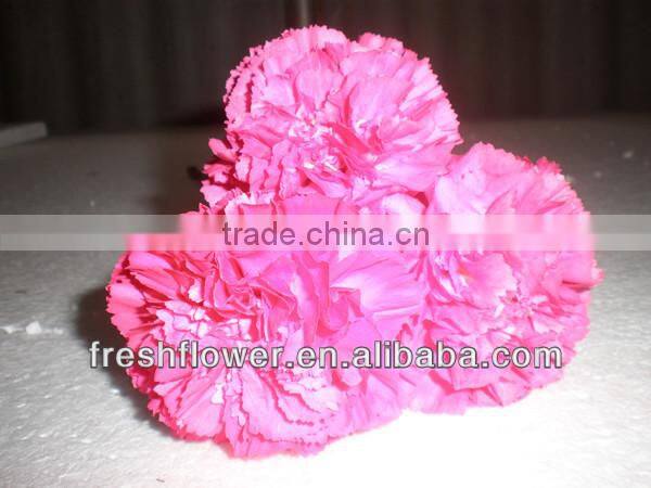 fresh cut carnation flower