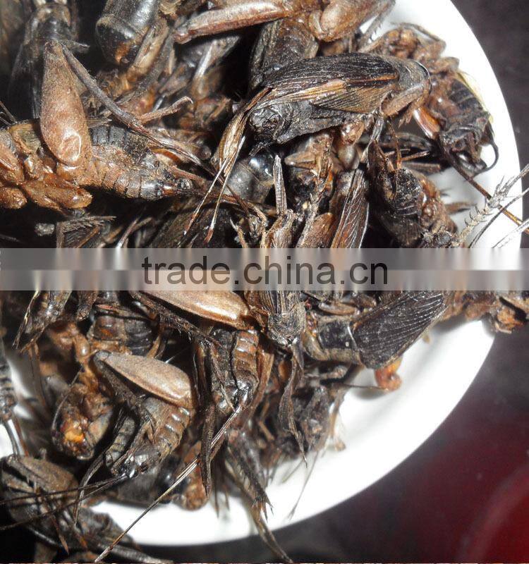 Microwave Dried Crickets For Insect Protein Material