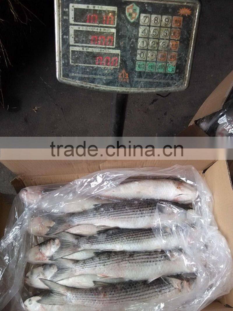 frozen food grey mullet frozen seafood