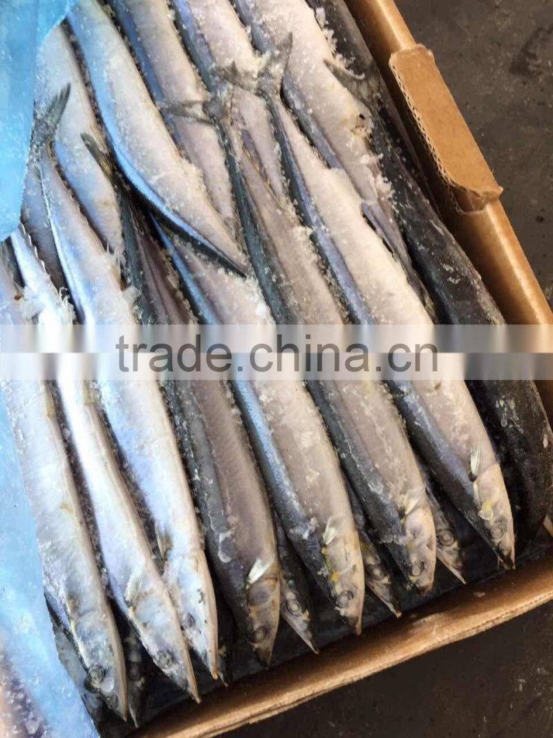 Frozen Pacific Saury Fish