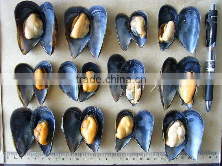 frozen boiled mussel with shell