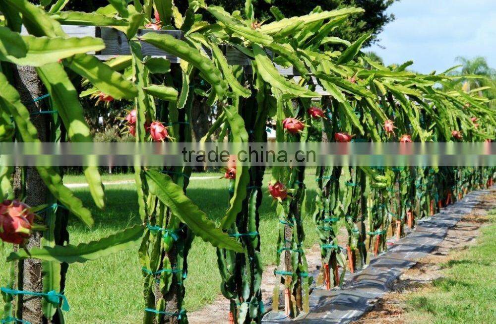 Dried Dragon Fruit from Vietnam/ Organic Dragon Fruit