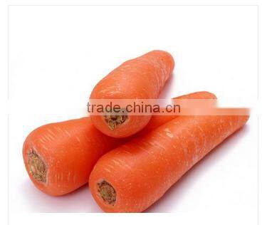 New crop fresh red carrots