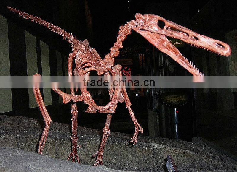Realistic Dinosaur Skeleton Fossil Of Buitreraptor