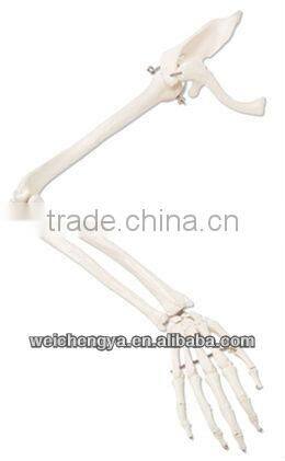 Life-Size Upper Extremity Model