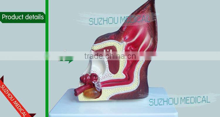 Biological Teaching Aids Anatomic Dog Ear Model