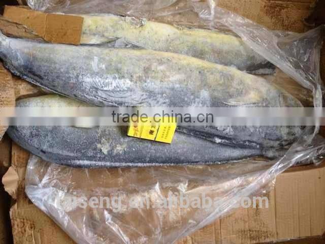 chinese sea frozen whole round mahi mahi fish
