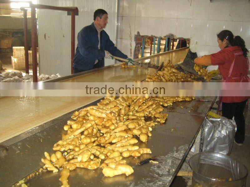 fresh ginger good chinese spicy